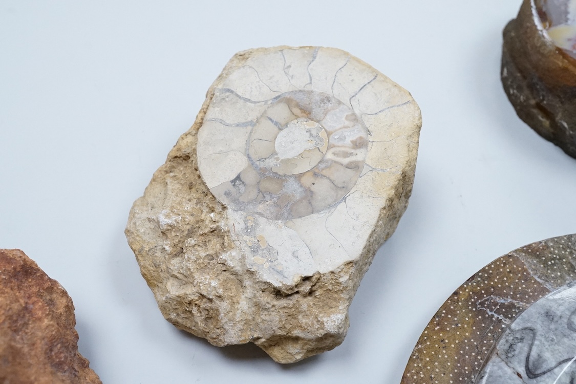 Natural history interest, comprising four ammonites, a fossil and two gemstones